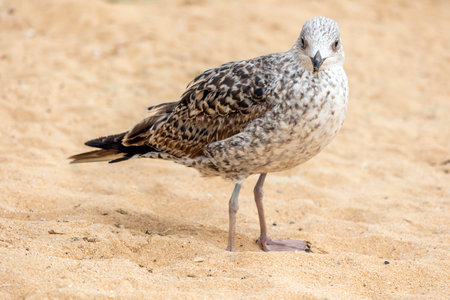 Close up of seagull bird on the Algarve region.の写真素材