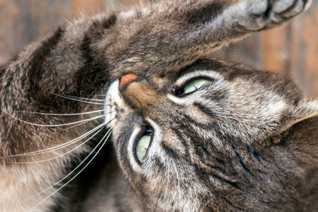 Close up of domestic cat relaxing on a city corner.の写真素材