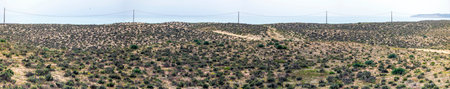Beautiful vegetation in the Algarve region, Portugal.の写真素材