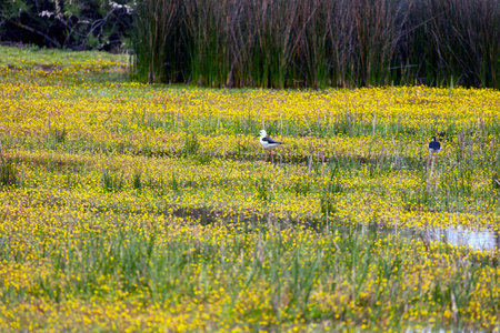 Close up view of a black-winged stilt (Himantopus himantopus) bird in the marshlands.の写真素材
