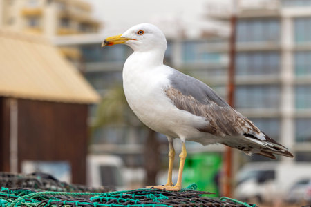 Close up of seagull bird on the Algarve region.の写真素材