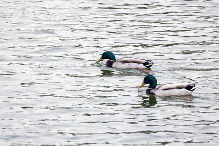 Close up view of two Mallard wild duck (Anas platyrhynchos) swimming.の写真素材
