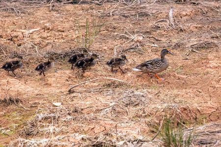 Close up view of the female Mallard wild duck (Anas platyrhynchos) and their ducklings.の写真素材
