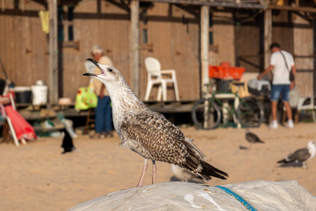 Close up of seagull bird on the Algarve region.の写真素材