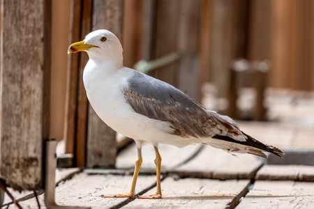Close up of seagull bird.の写真素材