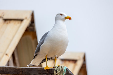 Close up of seagull bird.の写真素材