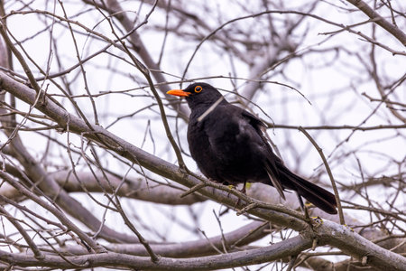 Close up view of a common blackbird (Turdus merula) bird on a tree.の写真素材