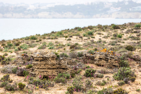 Beautiful sand vegetation in the Algarve region, Portugal.の写真素材