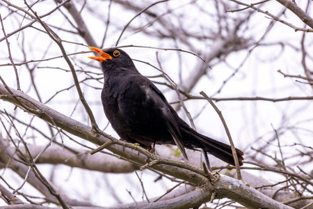 Close up view of a common blackbird (Turdus merula) bird on a tree.の写真素材