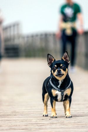 Close view of a cute small dog on a wooden pathway.の写真素材