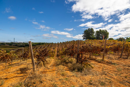 ESTOMBAR, PORTUGAL - 5th OCOTOBER 2024: Landscape view of wine estate "Quinta dos Vales" exterior in the Algarve region.のeditorial素材
