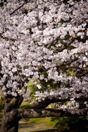 Cherry tree