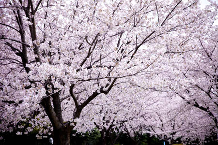 Cherry tree