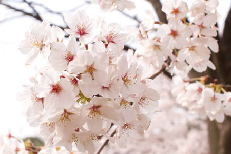 Cherry treeの写真素材