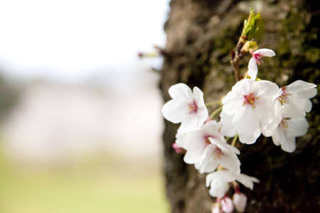 Cherry treeの写真素材