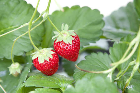 Strawberry huntingの写真素材