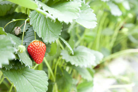Strawberry huntingの写真素材