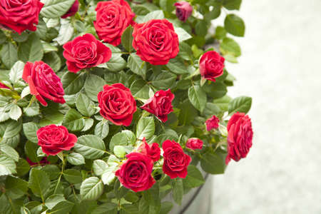 Roseの写真素材
