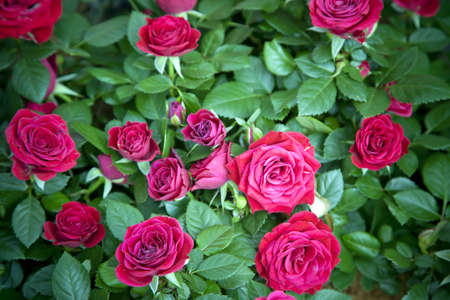Roseの写真素材