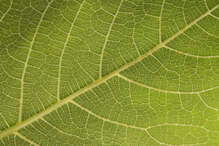 green leaf background