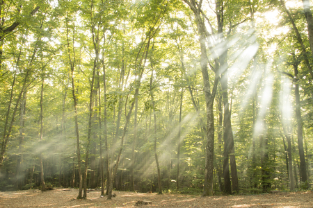 light and fog in the forestの写真素材
