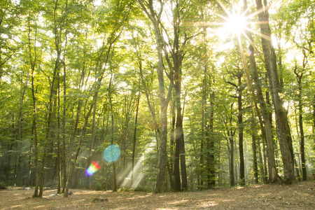 sun light and forest