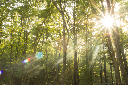 light beam and forestの写真素材