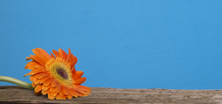 one daisy on woodの写真素材