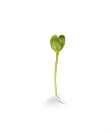 sprouted plant on white paper. Plant paper pierces and growsの写真素材
