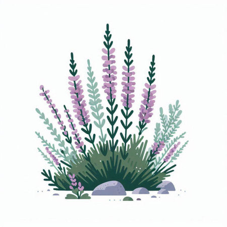 Watercolor vector illustration of lavender flowers on a white background.のイラスト素材