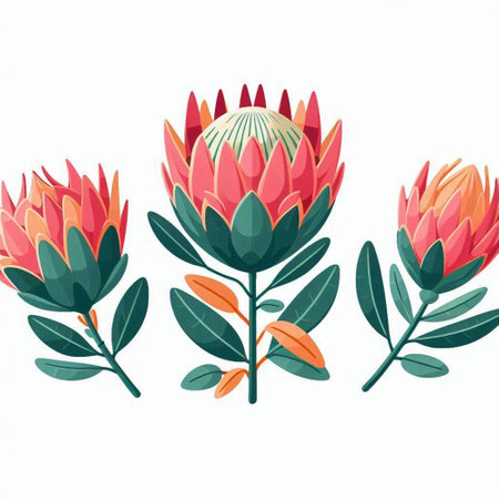 Set of protea flowers with leaves isolated on white background. Vector illustration.のイラスト素材