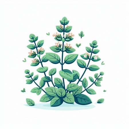 Illustration of fresh oregano on white background. Vector illustration.のイラスト素材