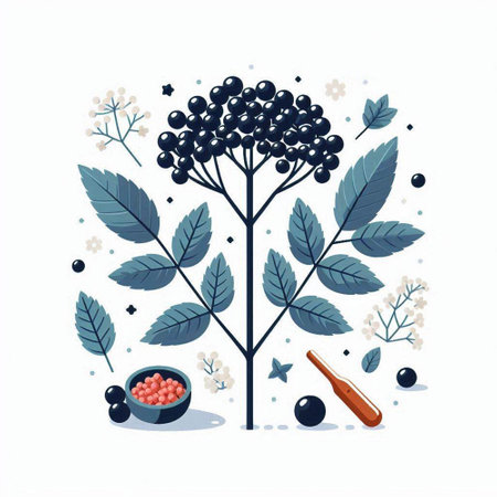 Vector illustration with black elderberry tree and berries on white background.のイラスト素材