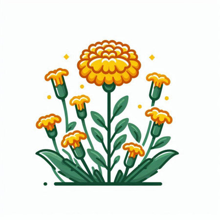 Marigold flower vector illustration. Isolated on white background.のイラスト素材