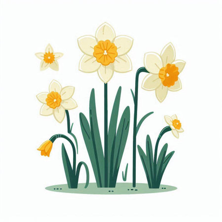 Narcissus flowers. Vector illustration isolated on white background.のイラスト素材