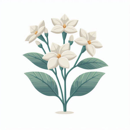 Bouquet of white jasmine flowers. Vector illustration.のイラスト素材
