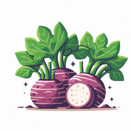 Vector illustration of beetroot with leaves. Isolated on white background.のイラスト素材