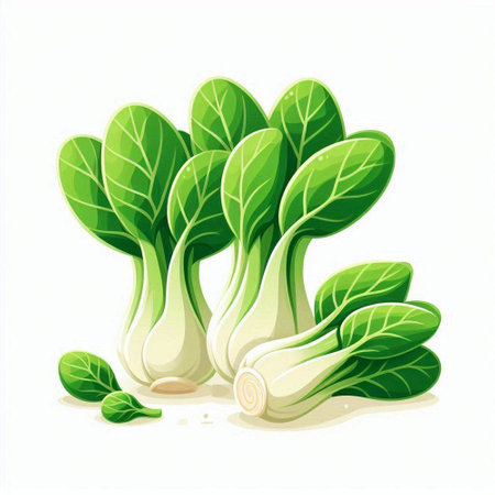 Illustration of fresh green bok choy on a white backgroundのイラスト素材