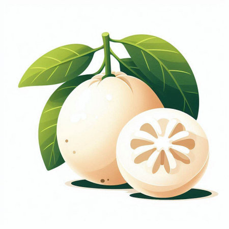 Sapodilla fruit on a white background. Vector illustration.のイラスト素材