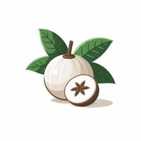 Illustration of a whole and half of longan fruit with leavesのイラスト素材