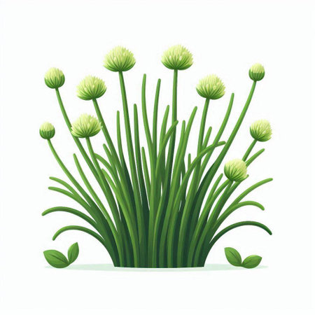 Vector illustration of green chives isolated on white background. Flat design.のイラスト素材