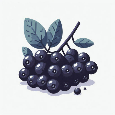 Vector illustration of a bunch of ripe black chokeberry with leaves.のイラスト素材