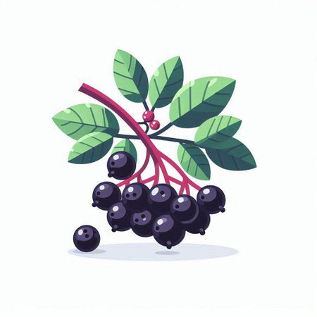 Bunch of black elderberry with leaves and berries. Vector illustration.のイラスト素材