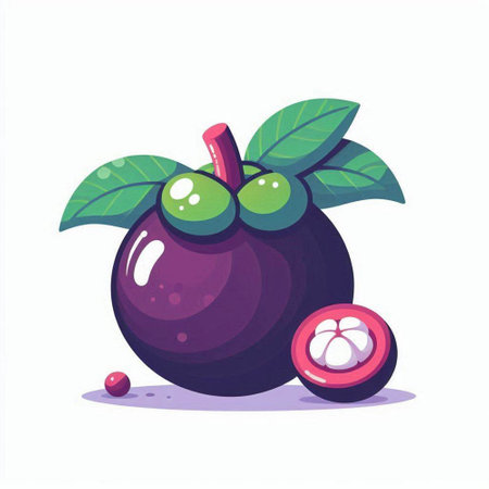 Mangosteen fruit vector illustration. Exotic tropical fruit.のイラスト素材