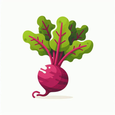 Beetroot vector illustration. Vegetable isolated on white background.のイラスト素材