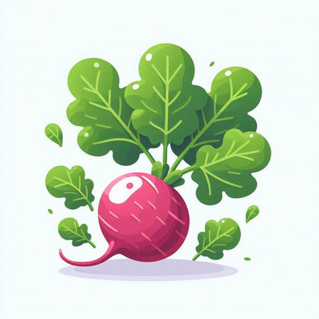 Radish vector illustration. Vegetable with green leaves isolated on white background.のイラスト素材