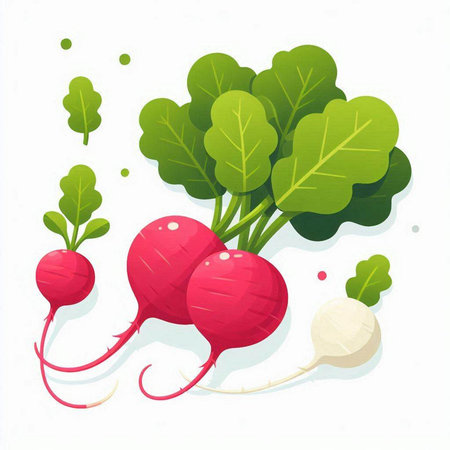 Radish with leaves isolated on white background. Vector illustration. Eps 10.のイラスト素材