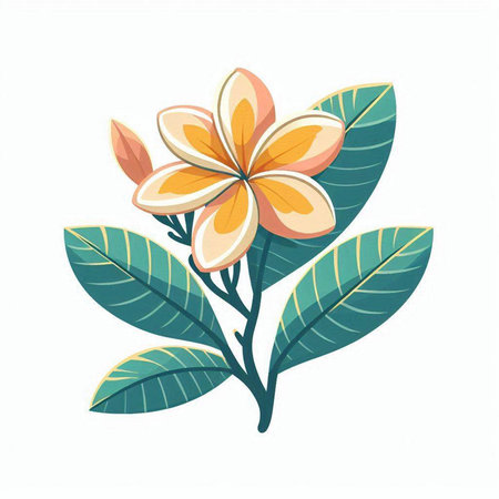 Plumeria flower with leaves isolated on white background. Vector illustration.のイラスト素材