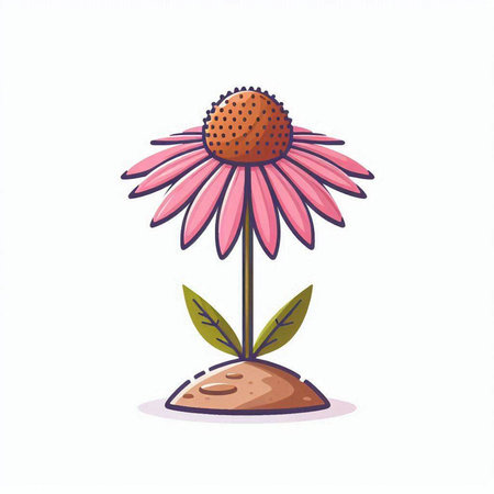 Illustration of echinacea flower on white background. Vector illustration.のイラスト素材