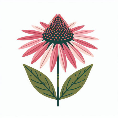 Echinacea flower with leaves isolated on white background. Vector illustration.のイラスト素材